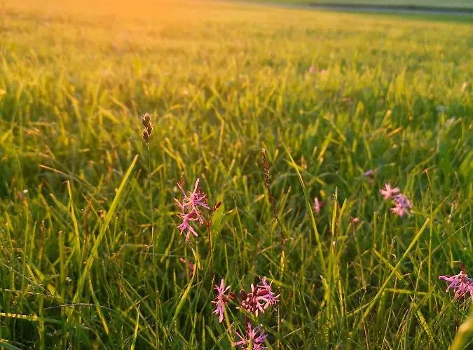 Boehmerwald Pur - Haus1 Mit Eigener Sauna! * Klaffer am Hochficht